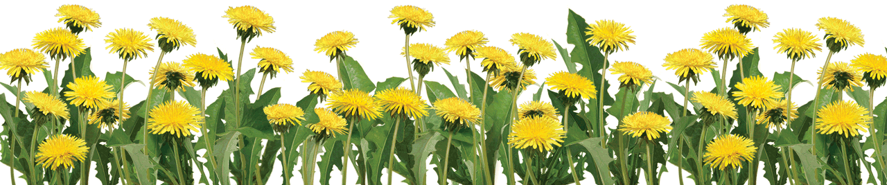 dandelions.png