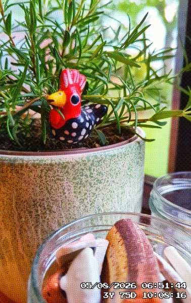 A ceramic chicken in a plantpot. The chicken was a gift from my best friend's home in Nicaragua