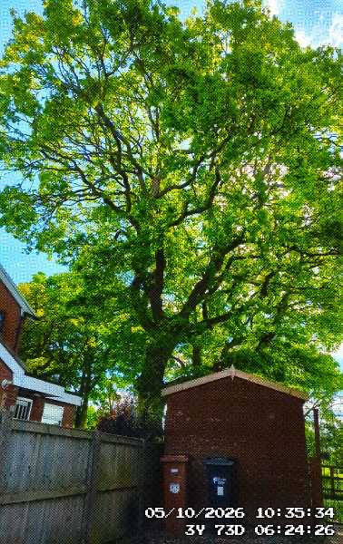 The oak tree that keeps our home shady and cool