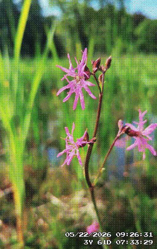 some purple wildflowers