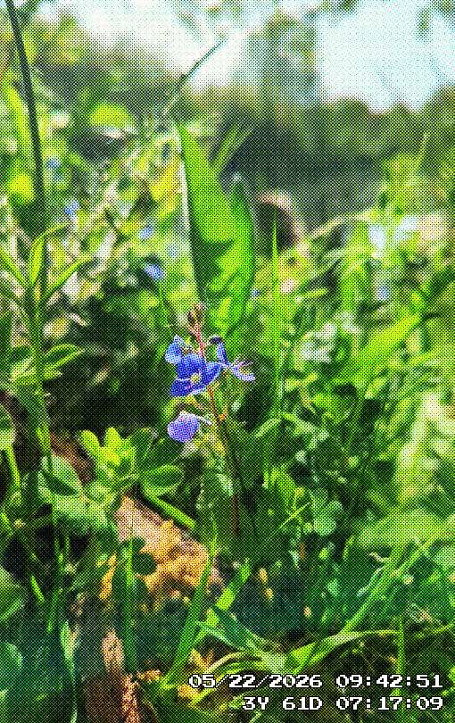 some blue wildflowers