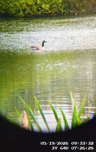 A canadian goose, taken through my binoculars