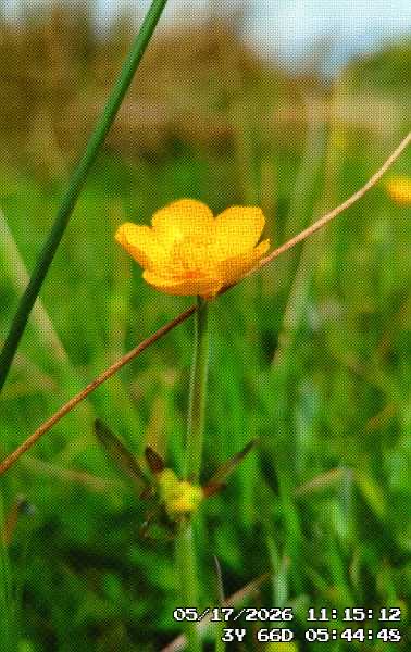 Another yellow wildflower