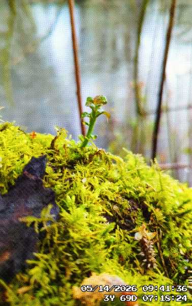 a little sprout coming from moss. I was shelting from a hail shower when I took this
