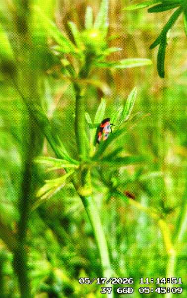 a wee red bug on a plant