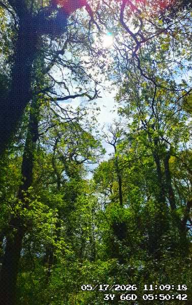 a view of the tree canopy in an old forest