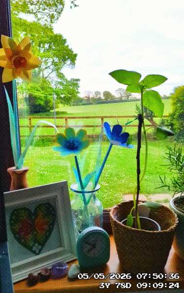 Some of my paper flowers alongside a sunflower sprout!_2494.jpeg