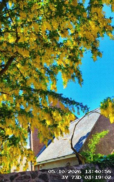 A beautiful yellow flowering tree against the blue sky