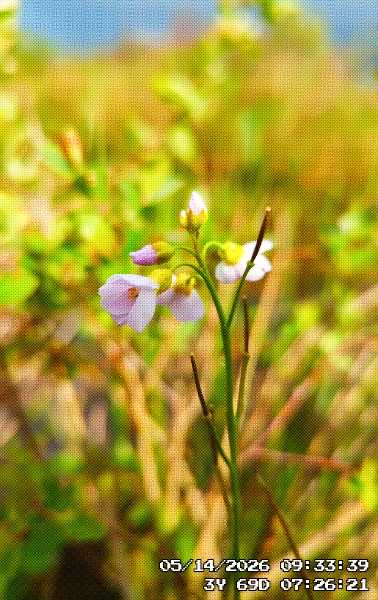 A pink wildflower