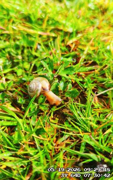 A snail on their way to work