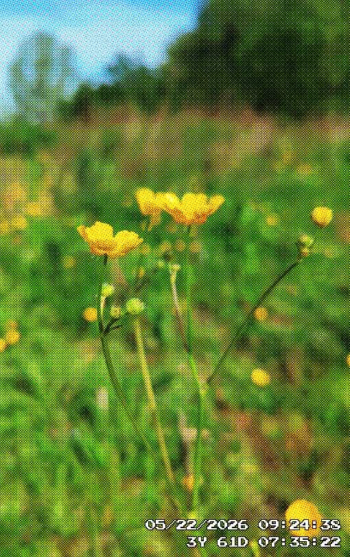 Some yellow wildflowers